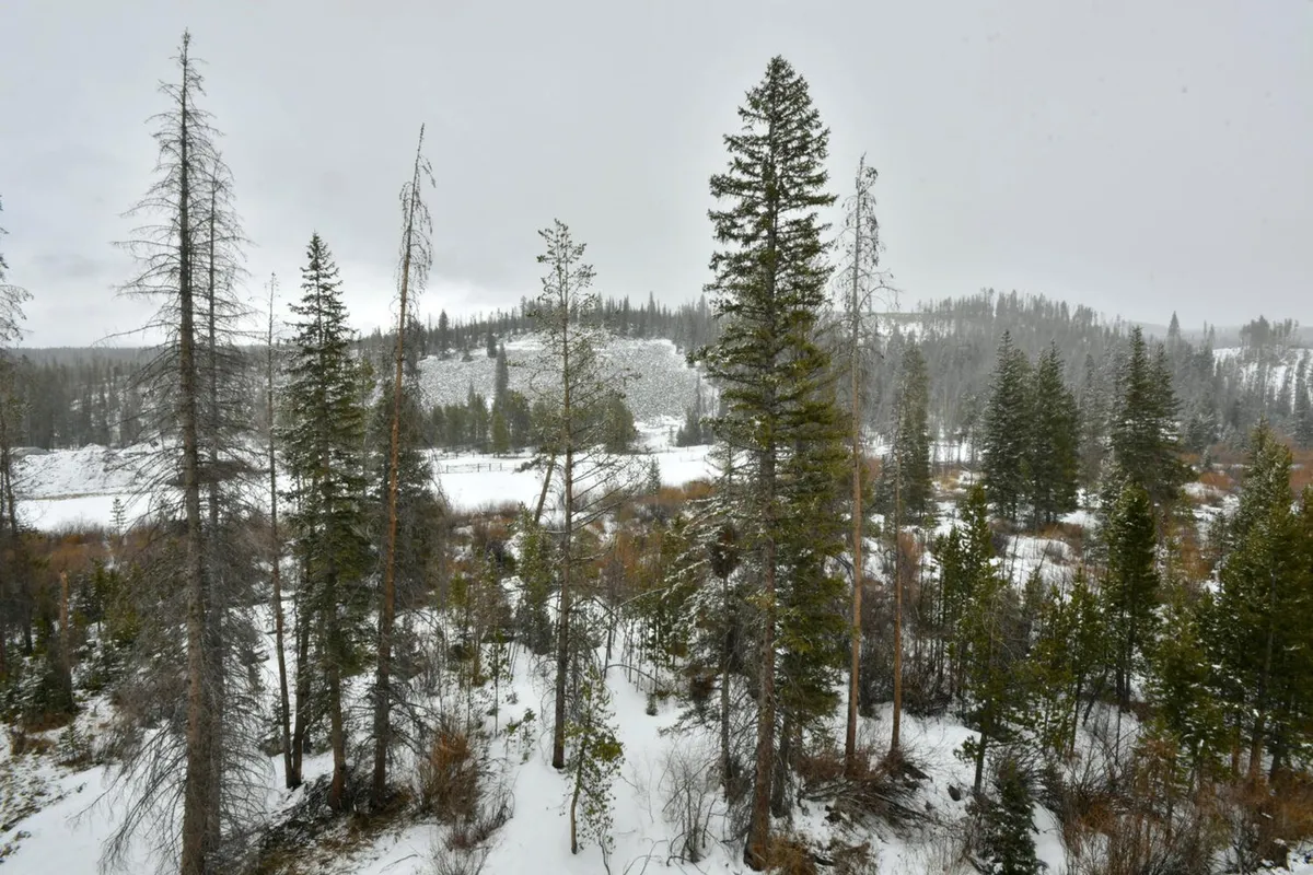 A serene exterior view featuring tall evergreen trees, snow-covered ground, and distant hills, evoking the mountain setting and natural trails just outside the property. The landscape is tranquil, inviting, and representative of the hiking, biking, and wildlife experiences available nearby.
